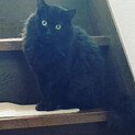 人懐っこい黒猫