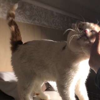 【7/10家族決定】大阪府・小判くん