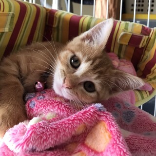 元気いっぱい★カンナちゃん★2ヶ月