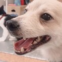 撫でられるのが大好き♡ポメラニアンmixの男の子
