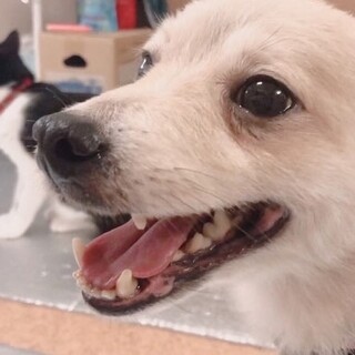 撫でられるのが大好き♡ポメラニアンmixの男の子