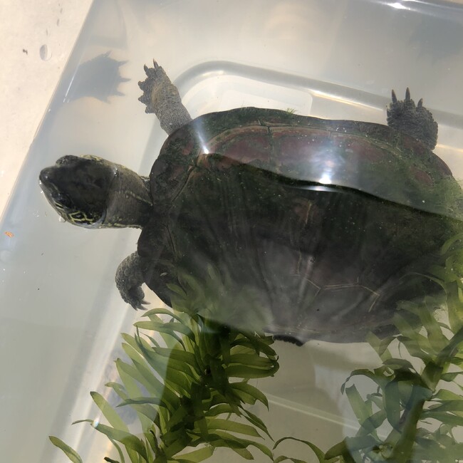 とうま101のカバー写真