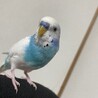 GaRy Uranus