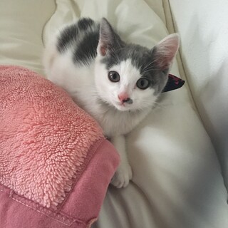 やんちゃで人懐こい美麗な2ヶ月のオス猫