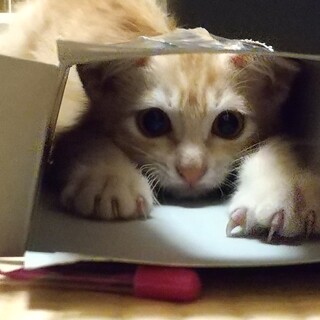 元気な茶トラの子