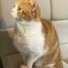 ねこme