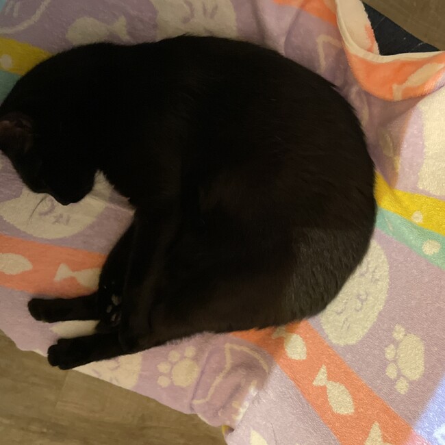ねこmeのカバー写真