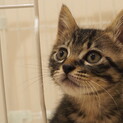 きじとら子猫☆モネちゃんの家族募集中！
