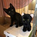 生後2ヶ月　まっ黒子ネコ　里親さま緊急募集です
