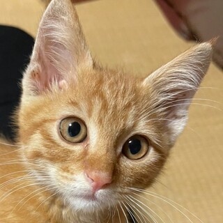 募集一時停止　馴れ茶とら男子⭐️バス