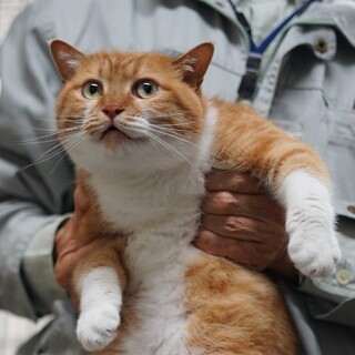 デカッ❣あまあまでふくふく♡ホワッツマイケル