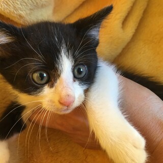 里親決定。穏やかな仔猫ふしみちゃん