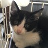 里親決定。穏やかな仔猫ふしみちゃん サムネイル5