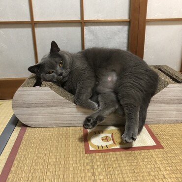 最近のお気に入り
