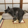 最近のお気に入り