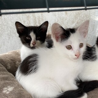 生後二ヶ月仔猫の里親募集しています