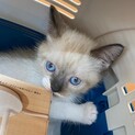 5月19日生まれ子猫２匹里親募集