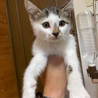またたび家が投稿した里親募集 ペットのおうち 月間利用者150万人
