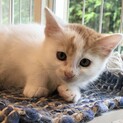 大人しく可愛い三毛猫ちゃん