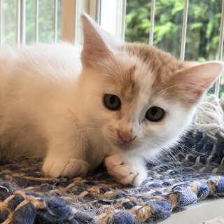 大人しく可愛い三毛猫ちゃん
