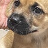 しゅうとです