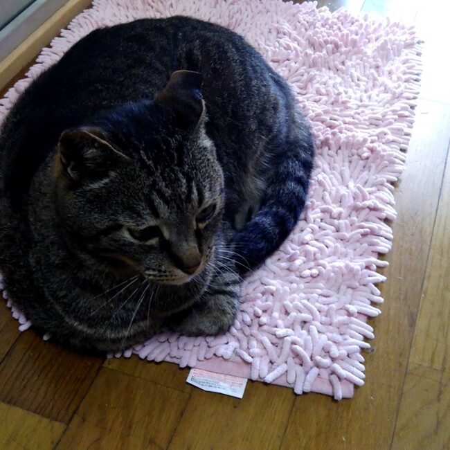 しゅうとですのカバー写真