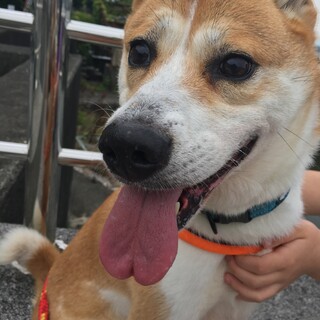 中型犬の可愛い女の子