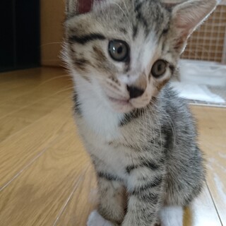 新しい家族が見つかったよ‼