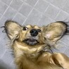 の写真