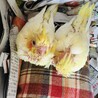 21.6月に産まれたオカメの雛、ルチノー、ルチノーパール