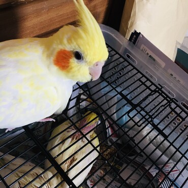 ひなちゃん2歳半、新米ママ