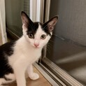 生後約3ヶ月の白黒ちゃん