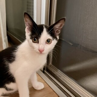 生後約3ヶ月の白黒ちゃん