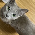 応募者多数のため募集一時停止！ロシアンブルー♂