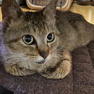 にゃう（仮名）の里親になっていただけませんか？