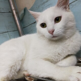 美人なさくら猫さん