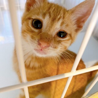 【他サイトにて決定】空前絶後の可愛い4キョウダイ