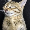 キジトラこねこ♡