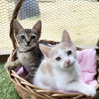 仲良し兄弟ハチ君ミツ君　2ヶ月