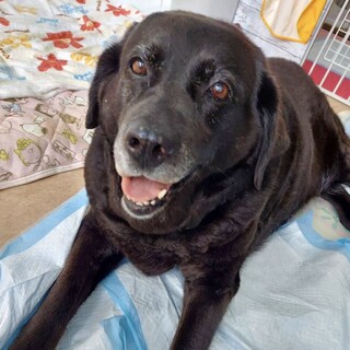 里親様決定しました！