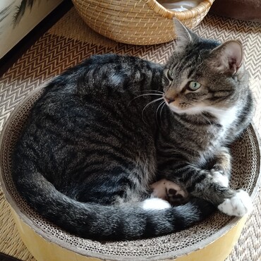 ノミの心臓、お殿様。姫が近くにいない時だけおいちゃんにゴロスリ。