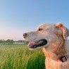 さおりり