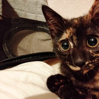 生後約2ヶ月、東淀川区からの募集のサビ猫です