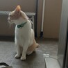 福ちゃんです。里親急募してます サムネイル3