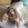 福ちゃんです。里親急募してます サムネイル4