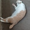 福ちゃんです。里親急募してます サムネイル7