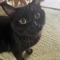 レオナルド・小狼(シャオラン)