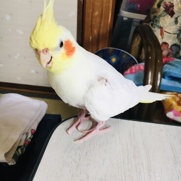 すーちゃん