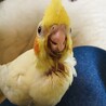 今日のくぅちゃん、お腹いっぱいさし餌食べたよ