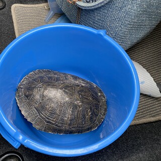 里親様募集しています